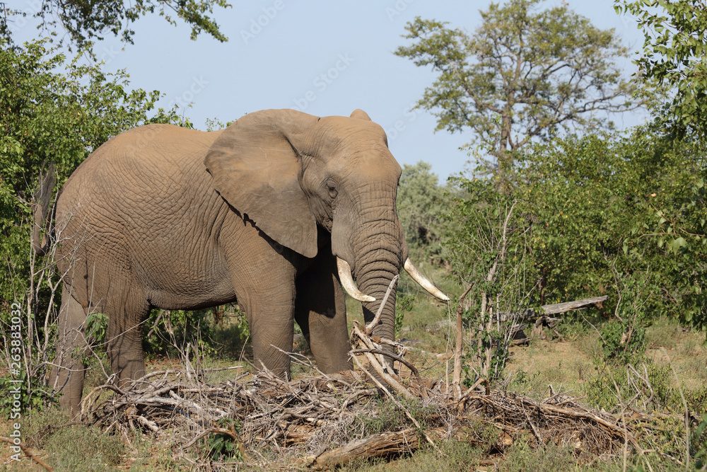 Obraz premium Afrikanischer Elefant / African elephant / Loxodonta africana