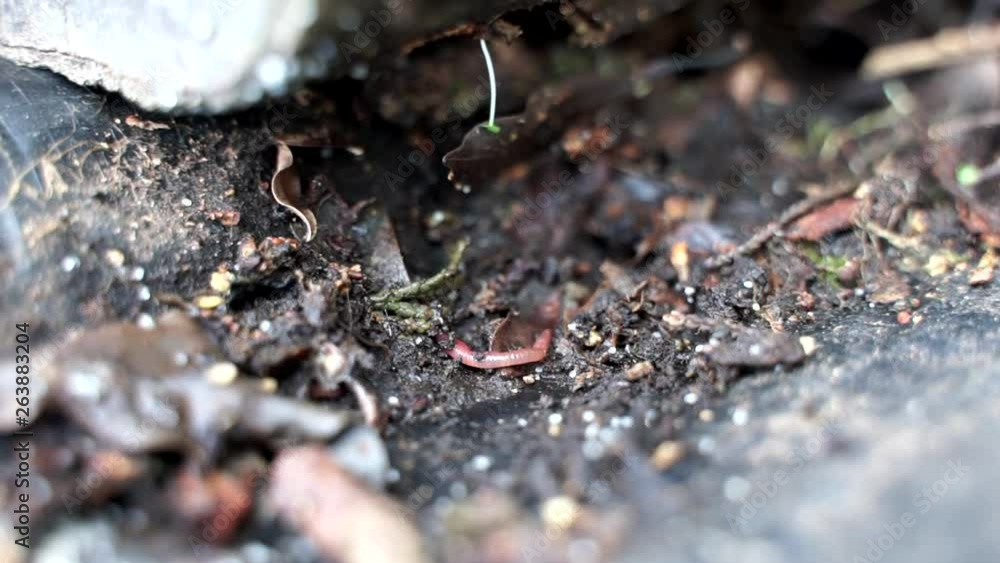 Earthworm found digging under leaves in Hawaii Earthworm found digging under leaves in Hawaii