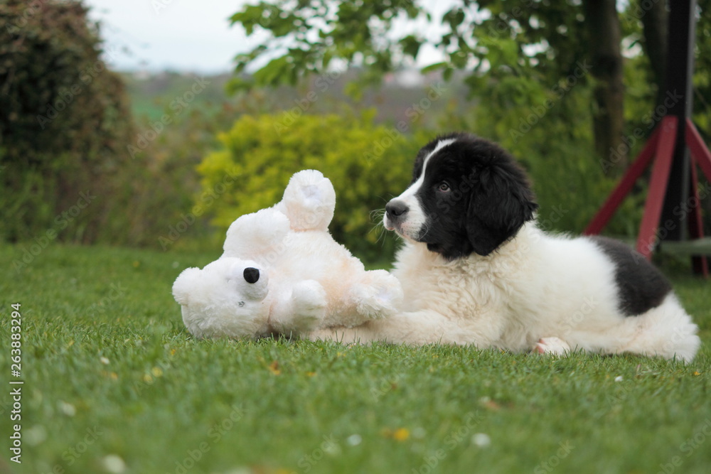 Fototapeta premium puppies in the grass