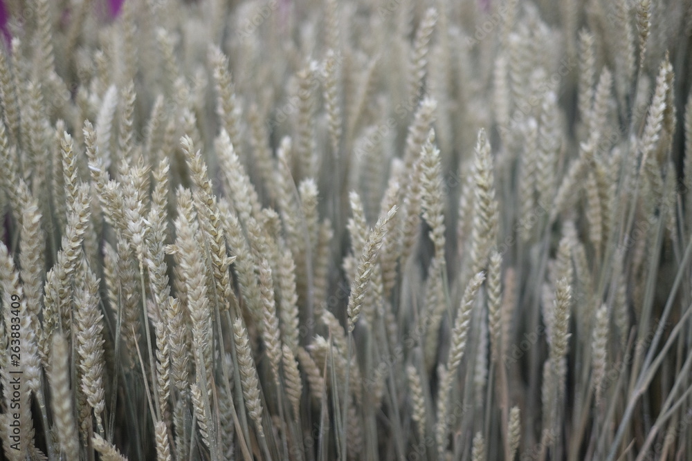 Fototapeta premium Epis de blé