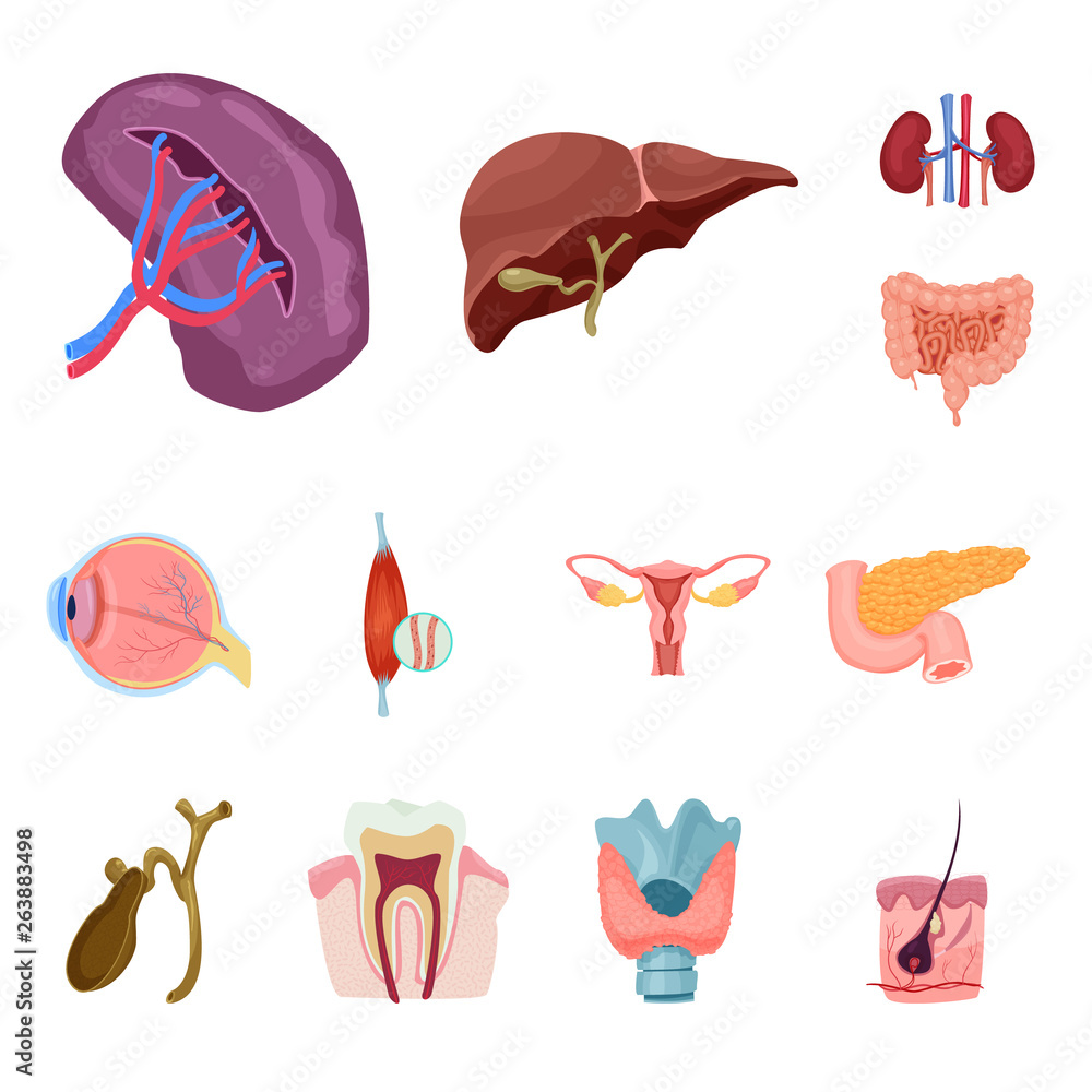Vector illustration of body and human symbol. Collection of body and medical stock symbol for web.