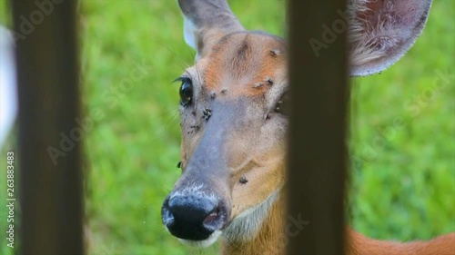 Deer with flies on a sunny day photo