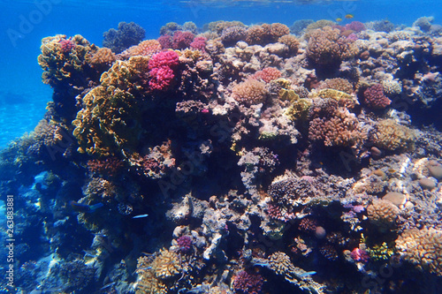 Fototapeta Naklejka Na Ścianę i Meble -  coral reef in egypt