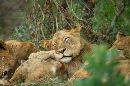 A group of young lions lazily resting in the afternoon glow