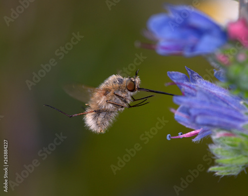 Quadro em tela bee fly Bombyliidae flying up to a blue wild flower to feed nectar