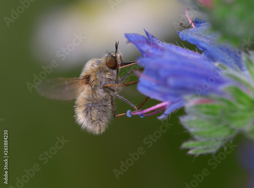 bee fly Bombyliidae flying up to a blue wild flower to feed nectar photo