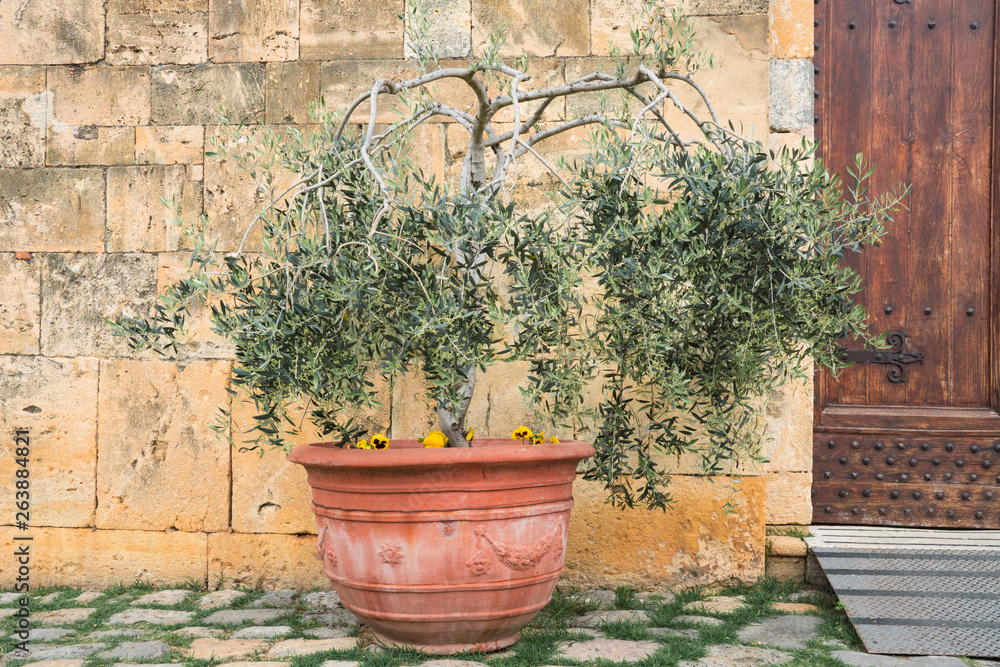 Naklejka premium olive tree in flower in front of Pieve di Santa Maria Assunta Church, Monteriggioni, Italy