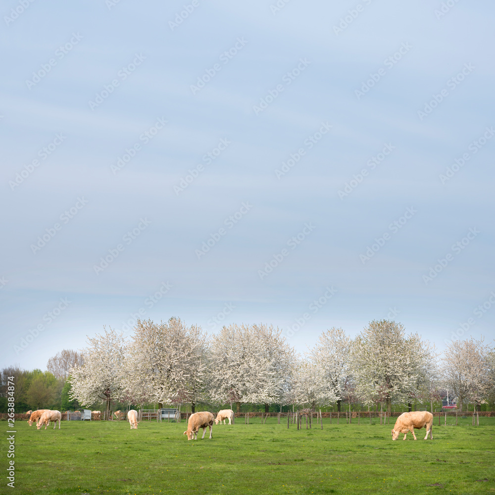 blonde d'aquitaine cows in spring landscape with blossoming trees near utrecht in holland blonde d'aquitaine cows in spring landscape with blossoming trees near utrecht in holland