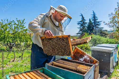 Beekeeper at Work. Bee keeper lifting shelf out of hive. The beekeeper saves the bees. © nedomacki