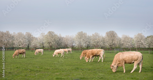 blonde d'aquitaine cows in spring landscape with blossoming trees near utrecht in holland © ahavelaar