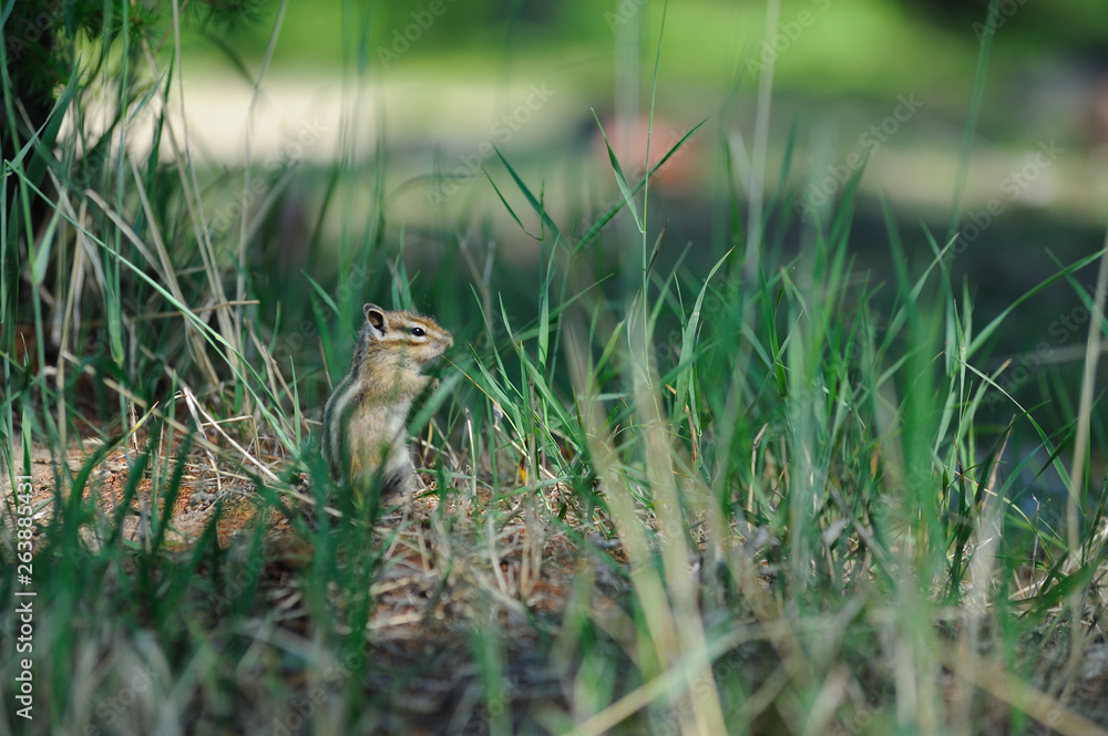chipmunk grass nature green field plant chipmunk grass nature green field plant