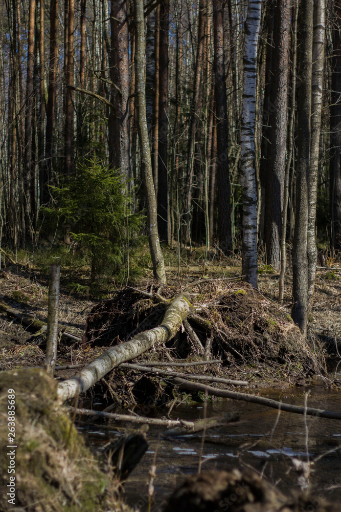 Obraz premium Tree trunks by the river