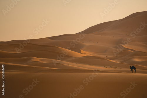 beautiful girl in moroco desert 