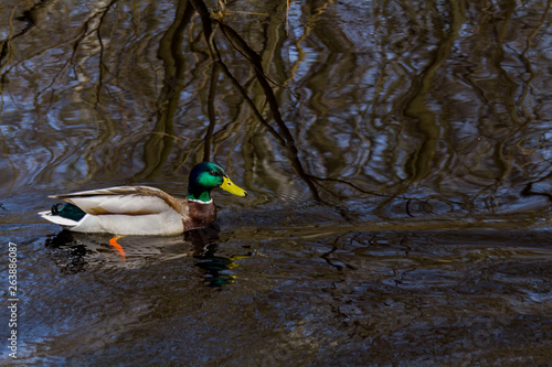 duck floating in a river