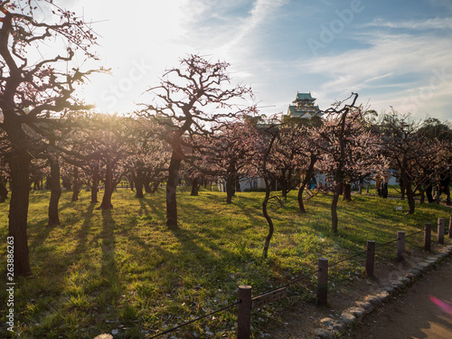 Landscape of Osaka Castle Park in early spring. photo