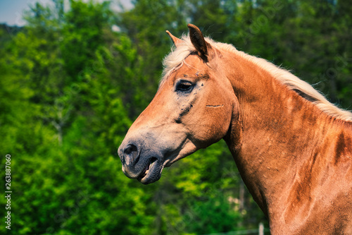 Haflinger im Portrait