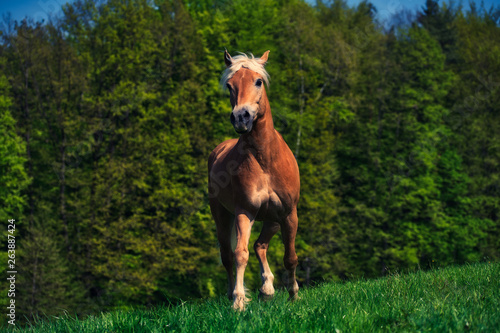 Schönes Pferd auf der Wiese  © Patrick Neves