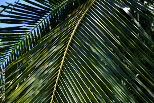 coconut leaf of tree with sunny in garden