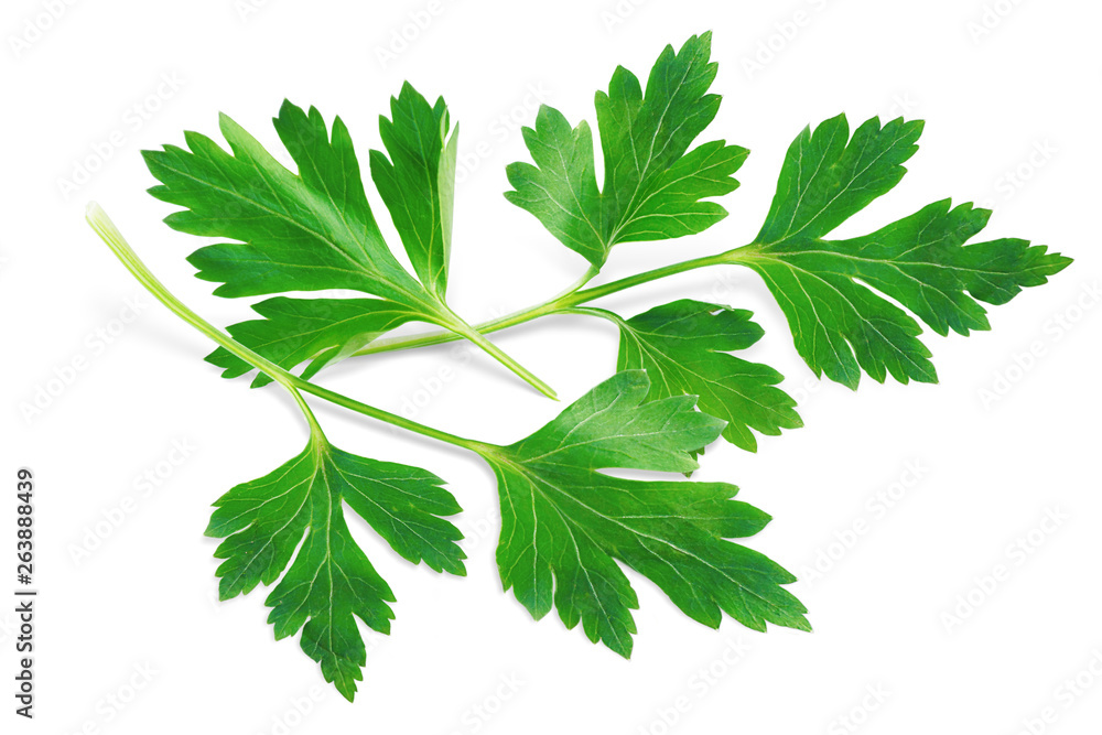Parsley Isolated on White. Fresh Parsley Herb, Full Depth of Field Parsley Isolated on White. Fresh Parsley Herb, Full Depth of Field