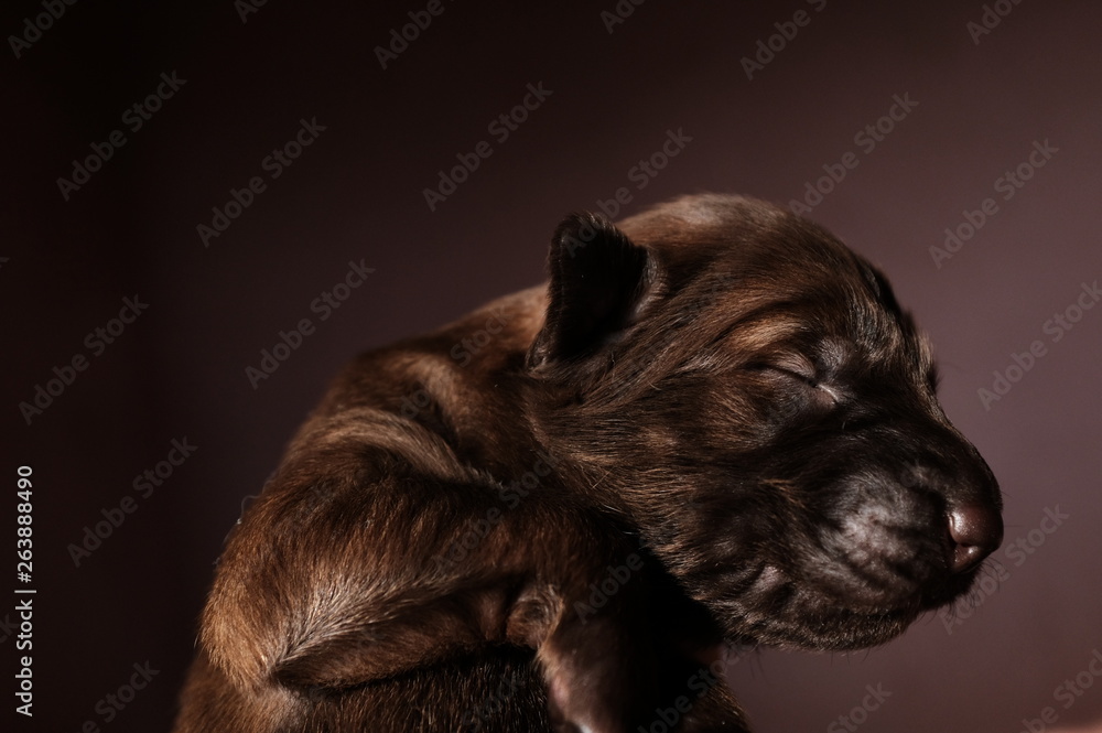 Fototapeta premium Stray - Streetdog - Rescue - Homeless