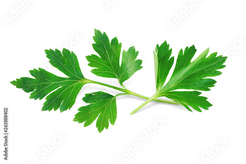 Parsley Isolated on White. Fresh Parsley Herb, Full Depth of Field  