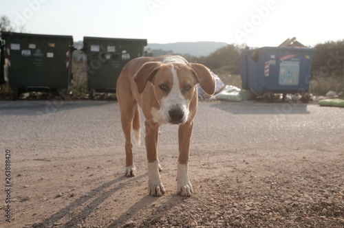 Stray - Streetdog - Rescue - Homeless photo