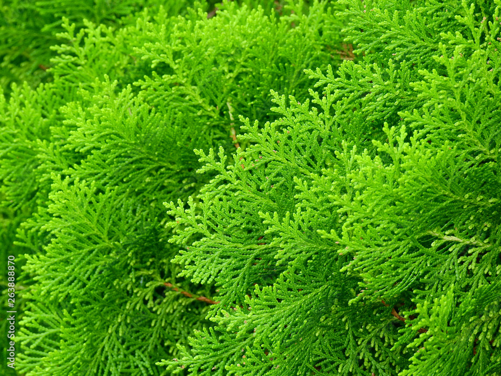 green leaf of pine tree ( Chimese Arborvitae ) in garden