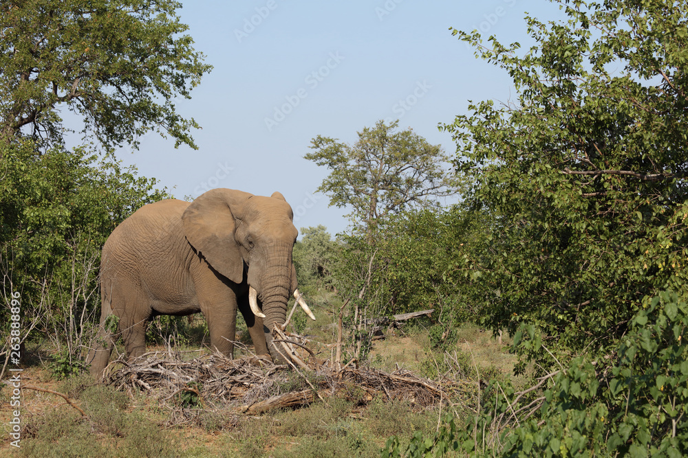 Afrikanischer Elefant / African elephant / Loxodonta africana Afrikanischer Elefant / African elephant / Loxodonta africana