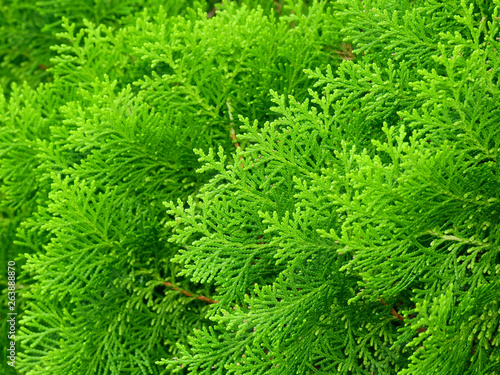 green leaf of pine tree   Chimese Arborvitae   in garden