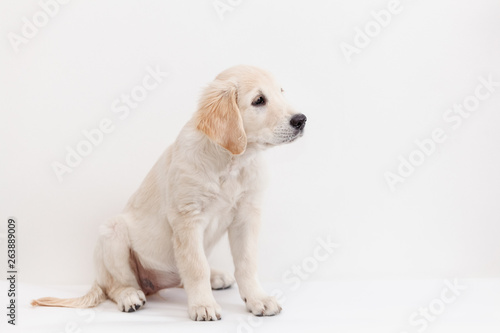 Golden Retriever puppy on a white background in loft