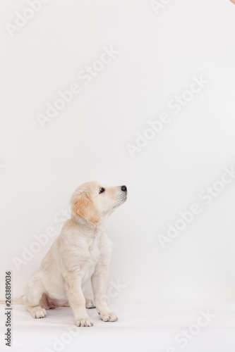 Golden Retriever puppy sitting on a white background