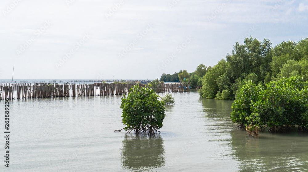 mangrove forestry has manmade sea wave barrier to protect the young sea plant to extend the shore forestry for living nursery.