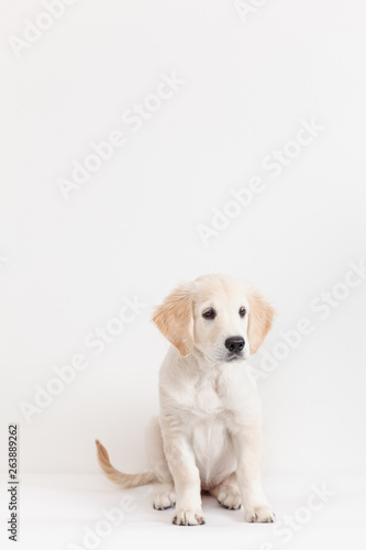 Golden retriever puppy isolated on white background close-up