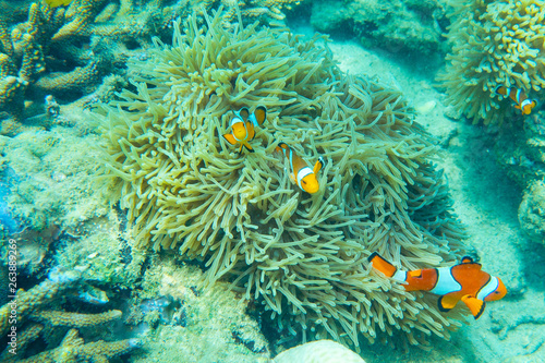Beautiful clown fish nemo in the sea anemone.