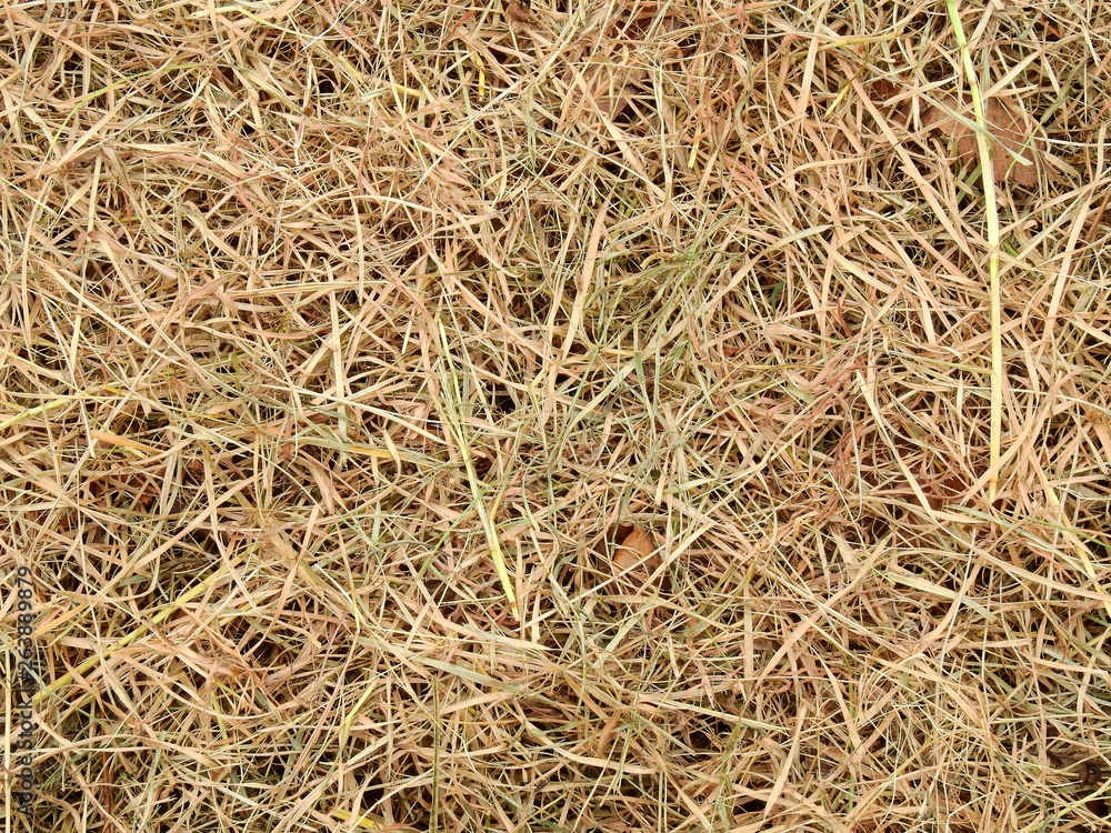 pile of dry grass pile of dry grass