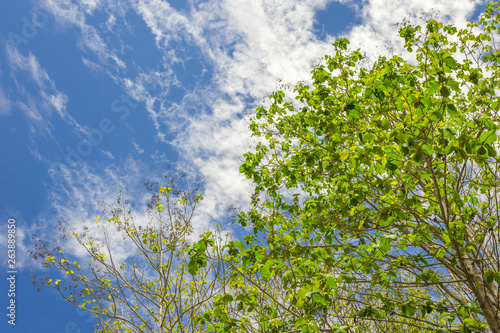  The tree that leaves young leaves in the summer With the beautiful sky Plants in nature Used as a background image