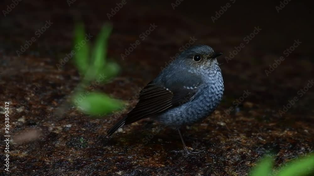 This female Plumbeous Redstart is not as colourful as the male but sure it is so fluffy as a ball of a cute bird; it likes to be at fast moving streams located at high elevation mountain forests. This female Plumbeous Redstart is not as colourful as the male but sure it is so fluffy as a ball of a cute bird; it likes to be at fast moving streams located at high elevation mountain forests.