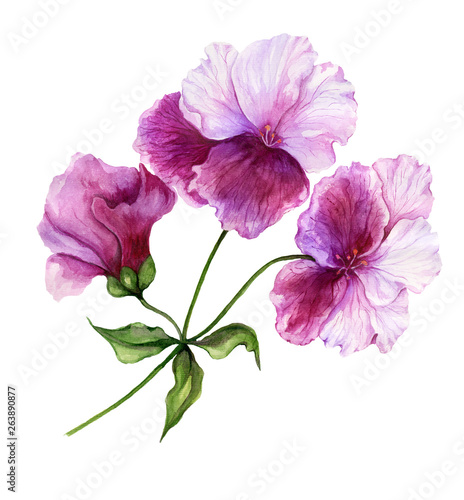 Beautiful regal pelargonium (geranium) flower on a stem with green leaves. Pink and purple flower isolated on white background. Watercolor painting.