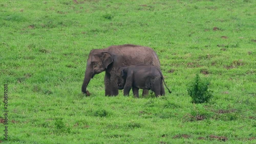 The Asiatic Elephants are endangered species and they are also residents of Thailand; at the national parks they are well protected and that can be seen at the right timing during the day and season. The Asiatic Elephants are endangered species and they are also residents of Thailand; at the national parks they are well protected and that can be seen at the right timing during the day and season.