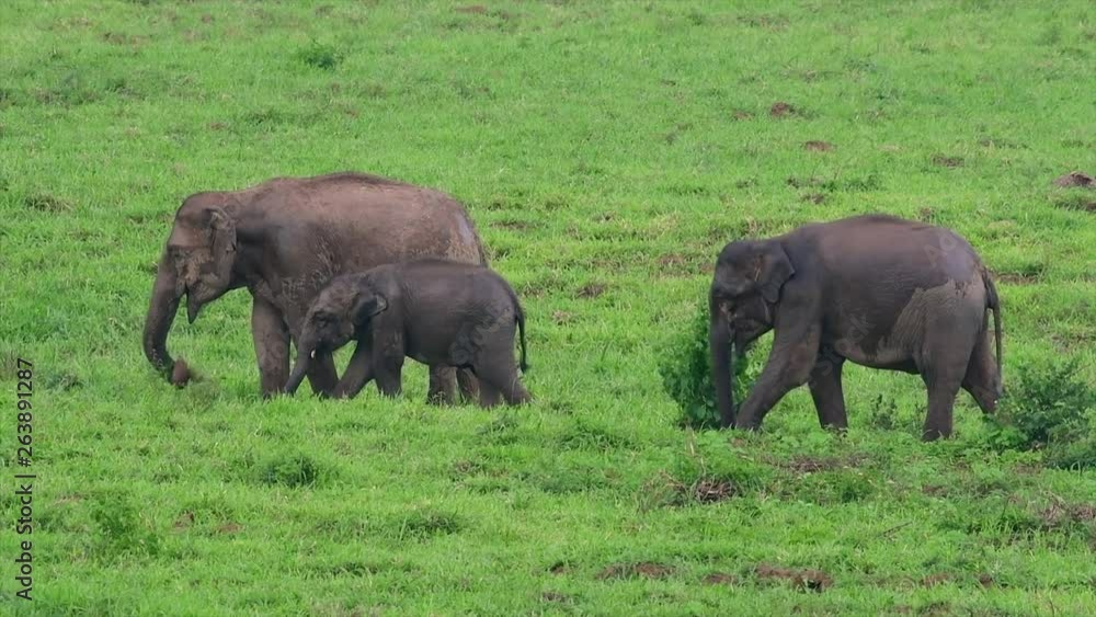 The Asiatic Elephants are endangered species and they are also residents of Thailand; at the national parks they are well protected and that can be seen at the right timing during the day and season. The Asiatic Elephants are endangered species and they are also residents of Thailand; at the national parks they are well protected and that can be seen at the right timing during the day and season.