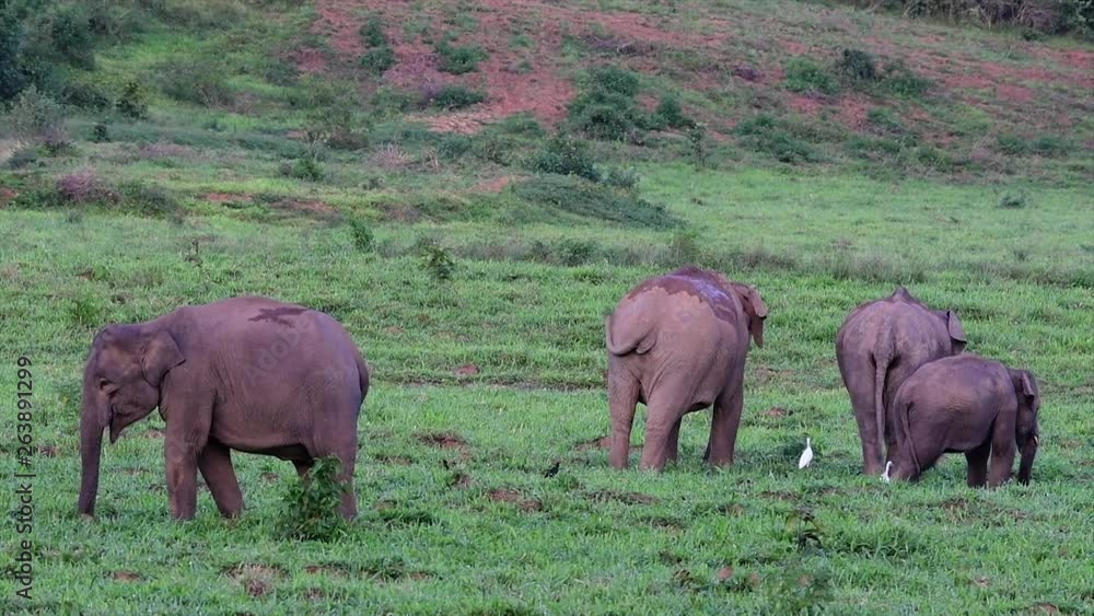 The Asiatic Elephants are endangered species and they are also residents of Thailand; at the national parks they are well protected and that can be seen at the right timing during the day and season. The Asiatic Elephants are endangered species and they are also residents of Thailand; at the national parks they are well protected and that can be seen at the right timing during the day and season.