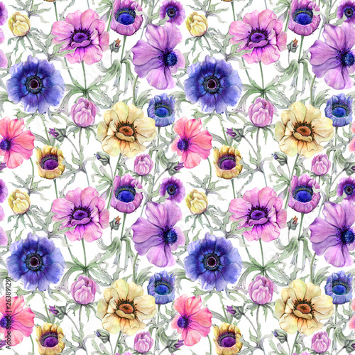 Beautiful colorful anemone flower with green leaves on white background.  Sea...