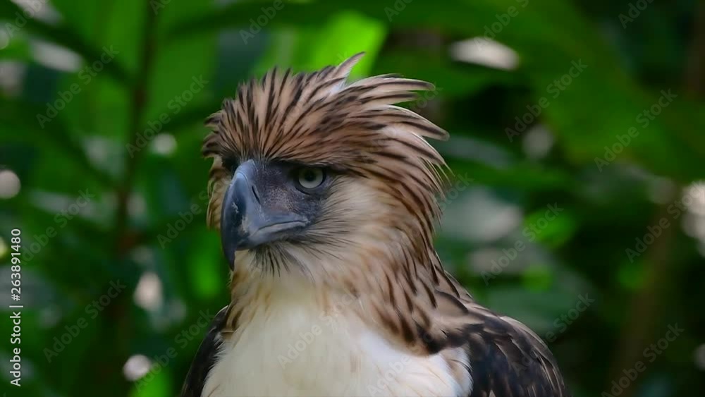 The Philippine Eagle also known as the Monkey-eating Eagle is critically endangered and can live for sixty years feeding on Monkeys, Flying Lemurs, and small mammals as an opportunist Bird of Prey. The Philippine Eagle also known as the Monkey-eating Eagle is critically endangered and can live for sixty years feeding on Monkeys, Flying Lemurs, and small mammals as an opportunist Bird of Prey.
