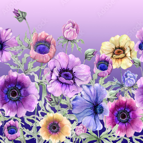 Beautiful colorful anemone flowers with green leaves on gradient background. ...