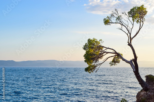 Pine tree on a rock.