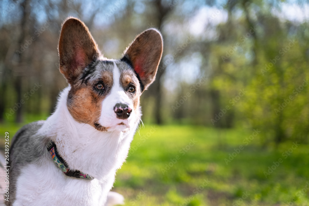 Pembroke welsh corgi cardigan dog in the park on a background of green trees on a sunny day