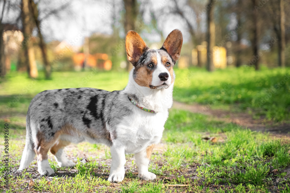 Pembroke welsh corgi cardigan dog in the park on a background of green  trees on a sunny day foto de Stock | Adobe Stock