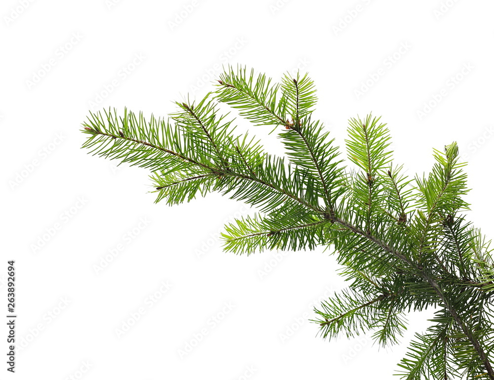 Obraz premium Pine branch isolated on white background with clipping path