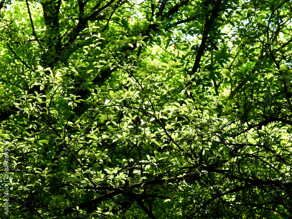 spring leaf of tree with sunny in forest spring leaf of tree with sunny in forest