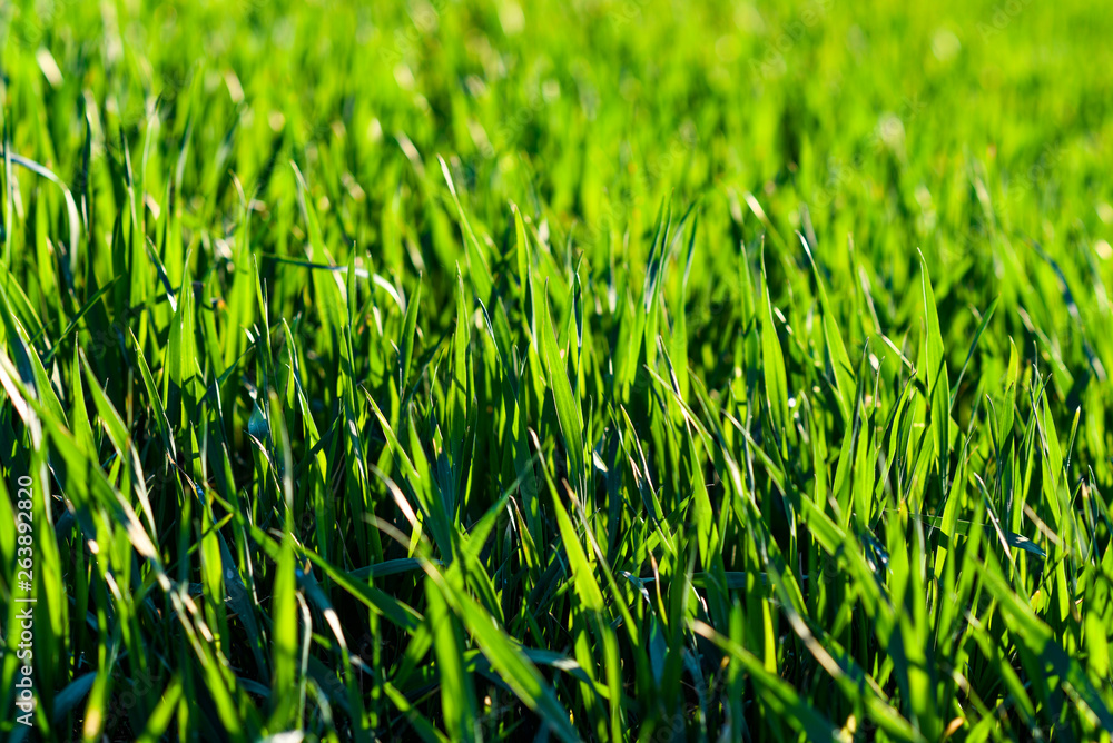 Green grass in the sun. Green grass in the sun.